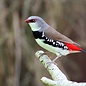 Diamant vink (Emblema Guttata)