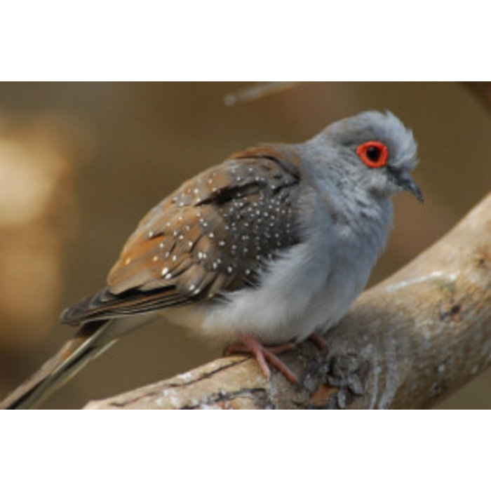 Diamantduif (Geopelia Cuntanis)