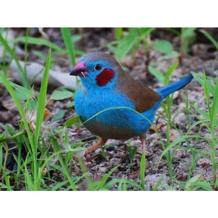 Blauw Fazantje (Uraeginthus Bengalus) COUPLE