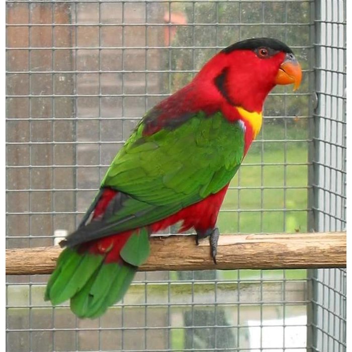 Groenstaart Lori (Lorius Chlorocercus)