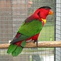 Groenstaart Lori (Lorius Chlorocercus)