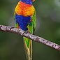 Lori v/d Blauwe Bergen (Trichoglossus H. Moluccanus)