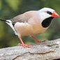 Spitstaart Amadine (Poephila Acuticauda)