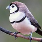 Bichenow Astrilde (Poephila Bichenovii)