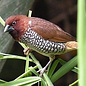 Muskaat vink (Lonchura Punctulata)