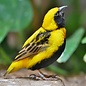 Napoleon wever (Euplectus Afer)