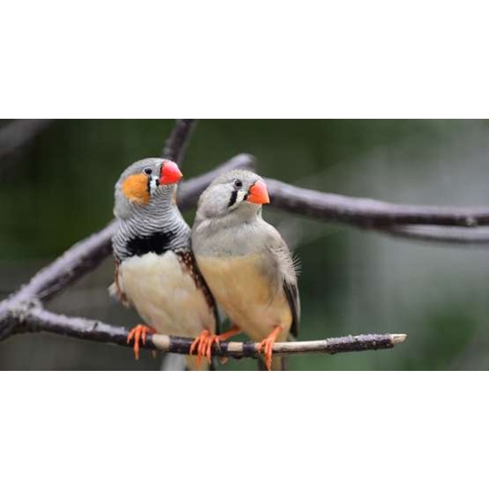 Couple de Zebra Finch (Poephila Guttata)