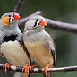 Couple de Zebra Finch (Poephila Guttata) GN-Code 0106 39 80