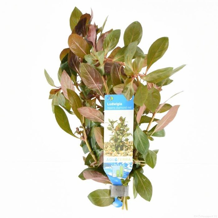 Ludwigia repens diamond red (verpakt per 10 stuks) 95566