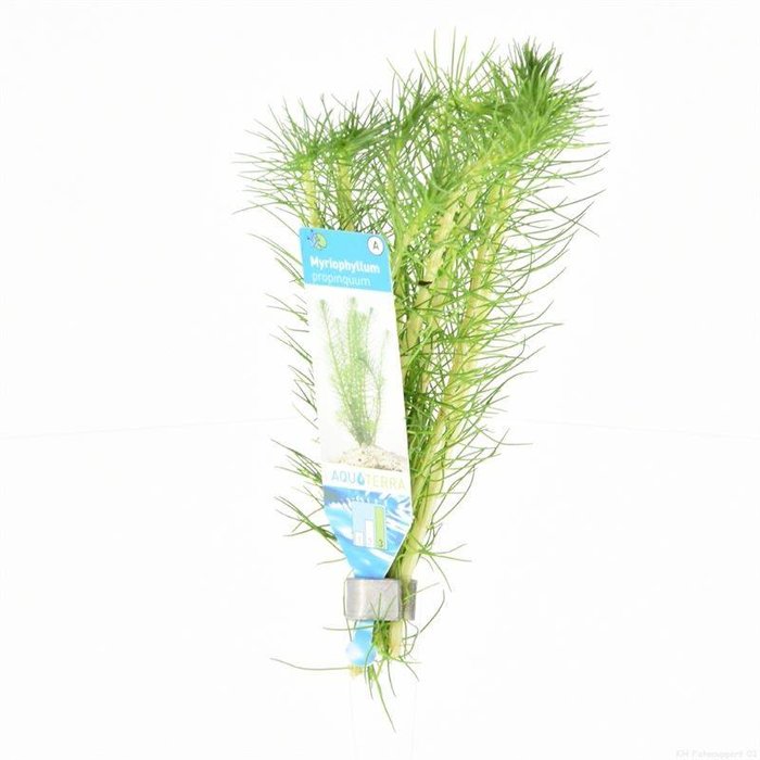 Myriophyllum propinquum ( verpakt per 10 stuks) 95604