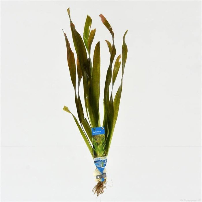 Vallisneria giganthea (emballé par 10 pièces) 95760