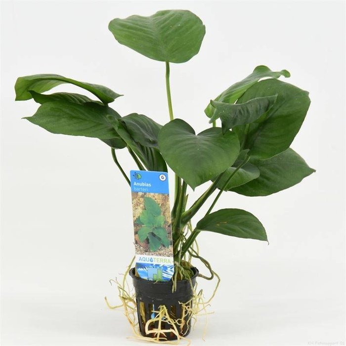 Anubias barteri (verpakt per 6 stuks) 93260