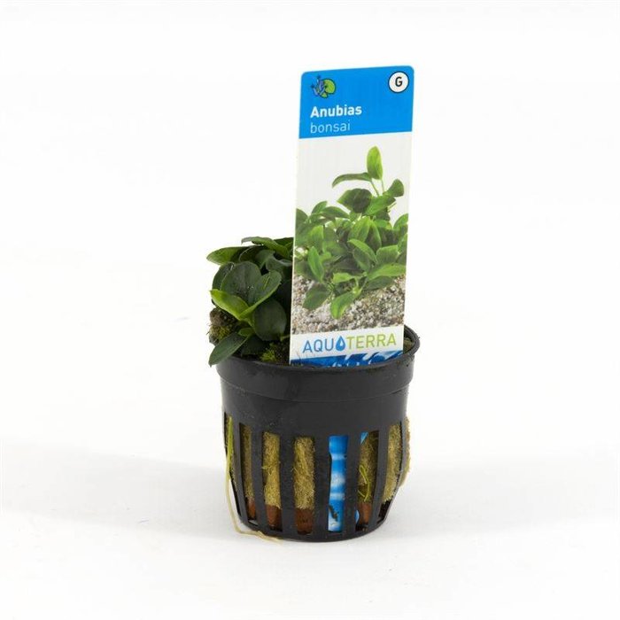 Anubias bonzai (verpakt per 6 stuks) 93281