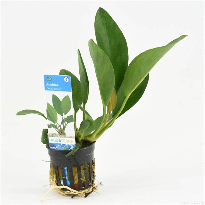 Anubias congensis (verpakt per 6 stuks) 93264