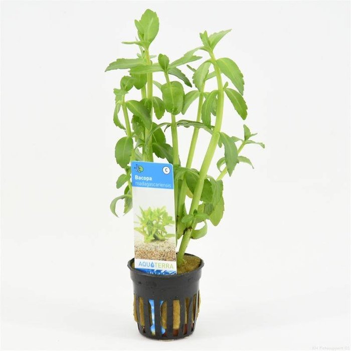 Bacopa Madagascariensis (verpakt per 6 stuks) 93296