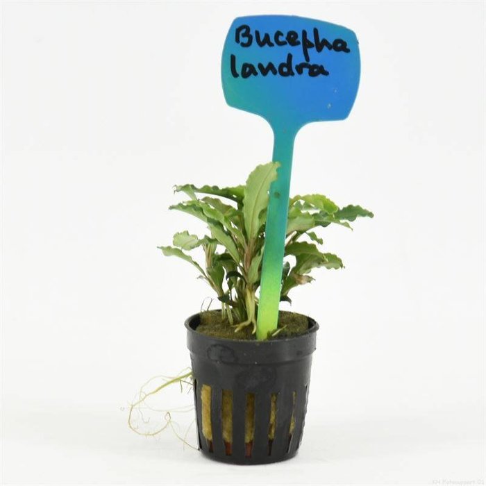 Bucephalandra crisped leaves (verpakt per 6 stuks) 93304