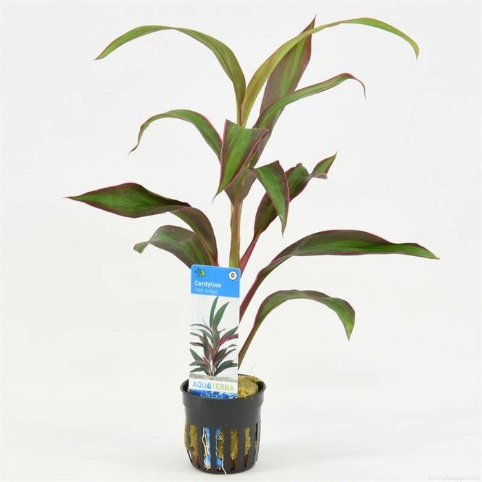 Cordyline red edge (verpakt per 6 stuks) 93334