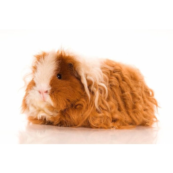 Cavia tessel haar