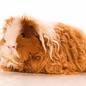 Meerschwein Tessel GN-Code:0106 19 00