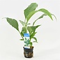 Spathiphyllum wallisii  (verpakt per 6 stuks) 93695