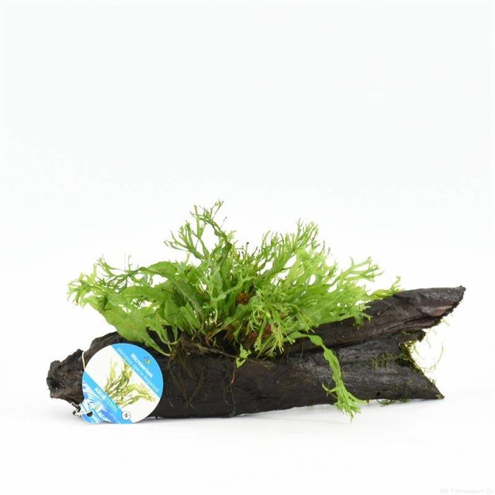 Driftwood small microsorium specie (emballé par 1 pièces) 91595