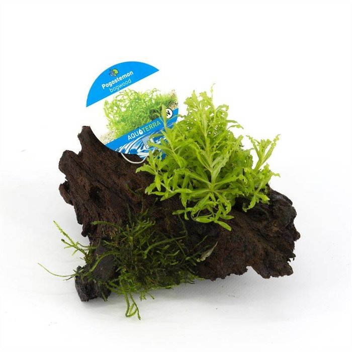 Driftwood small met pogostemon (emballé par 1 pièces) 91599