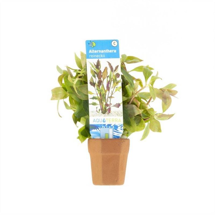 Alternanthera reineckii (verpakt per 10 stuks)