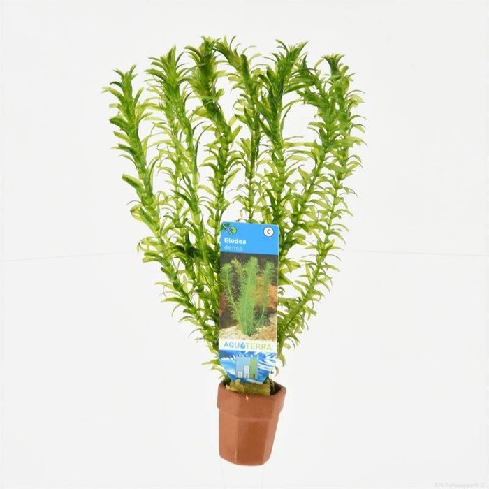 Elodea densa (verpakt per 10 stuks) 97465