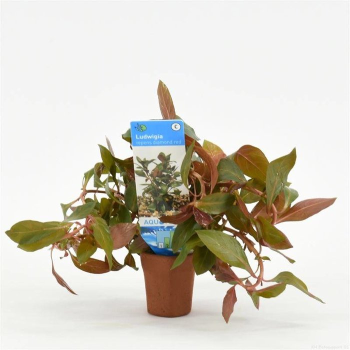 Ludwigia repens diamond red (verpakt per 10 stuks) 97566