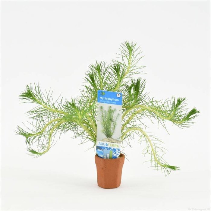 Myriophyllum propinquum (verpakt per 10 stuks) 97604