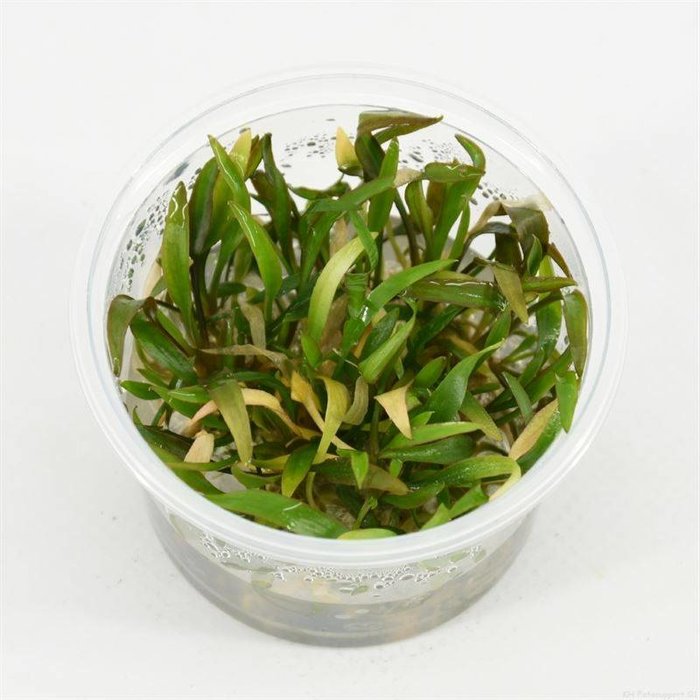 Cryptocoryne willissii (emballé par 3 pièces) 91308