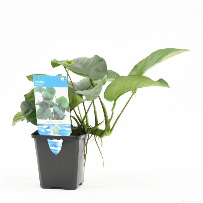 Anubias barteri (verpakt per 1 stuks) 99501