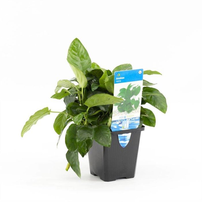 Anubias nana (verpakt per 1 stuks) 99500