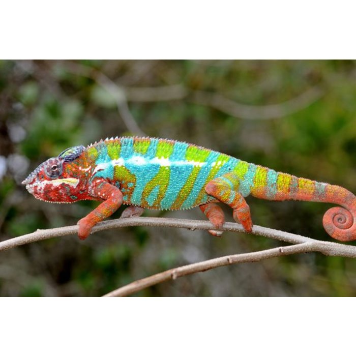 Furcifer Pardalis Ambilobe Blue Bar Koppel Couple Bugzzz