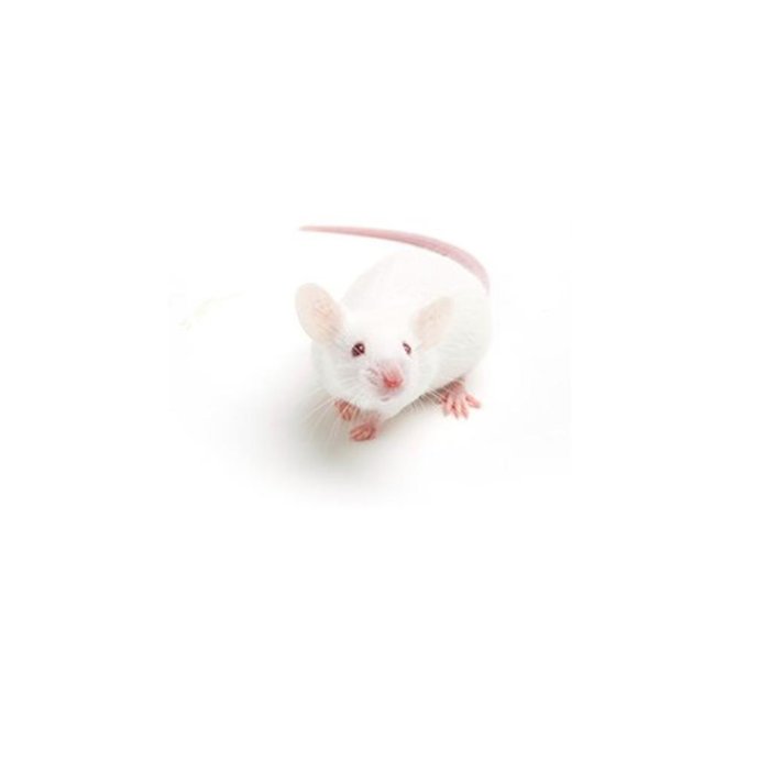 Mice 5-6gr