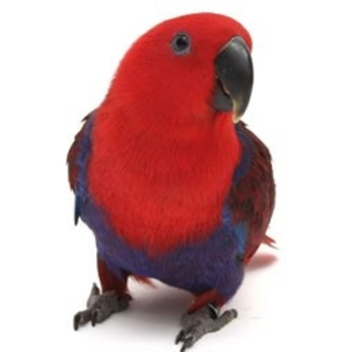 Eclectus roratus