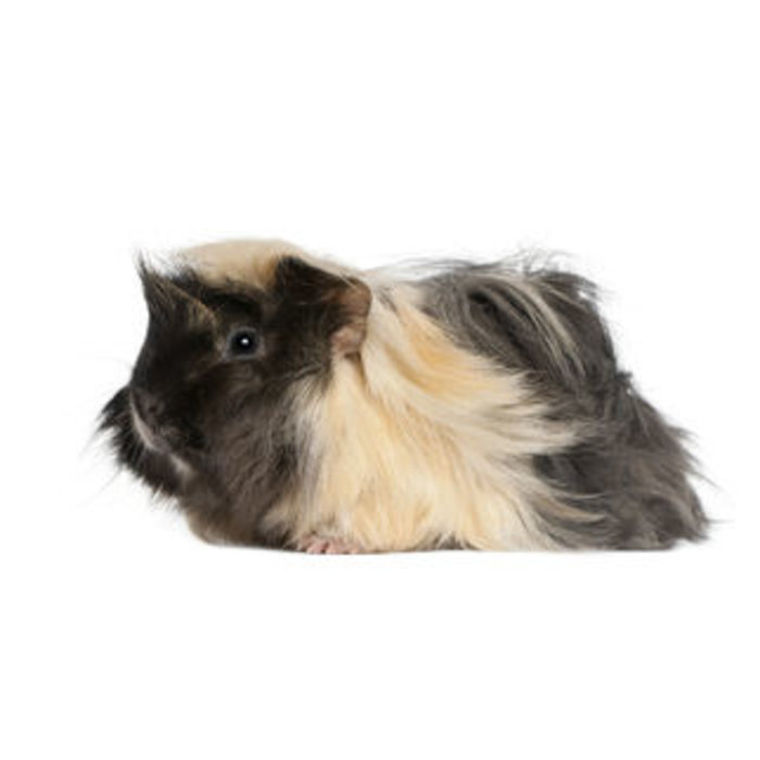 Cavia Peruvian