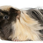 Cobaye Peruvian GN-Code:0106 19 00