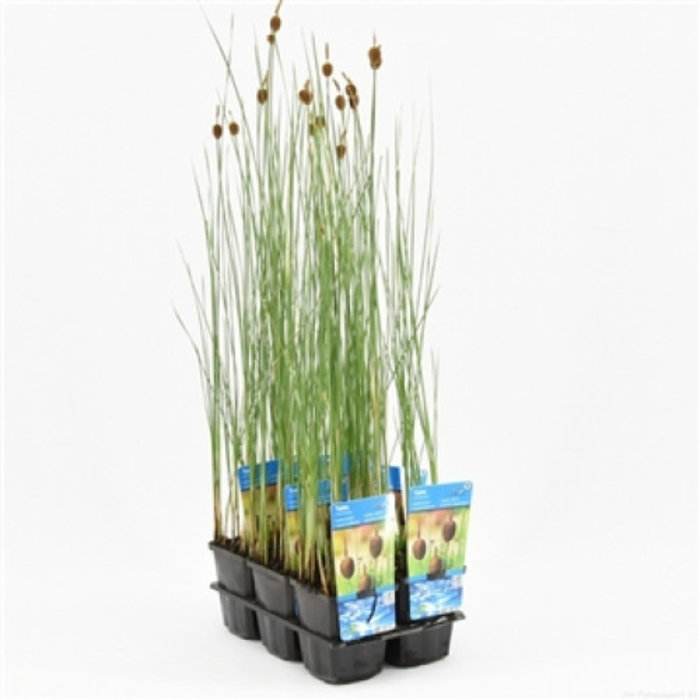 Typha minima (verpakt per 6 stuks)  10880