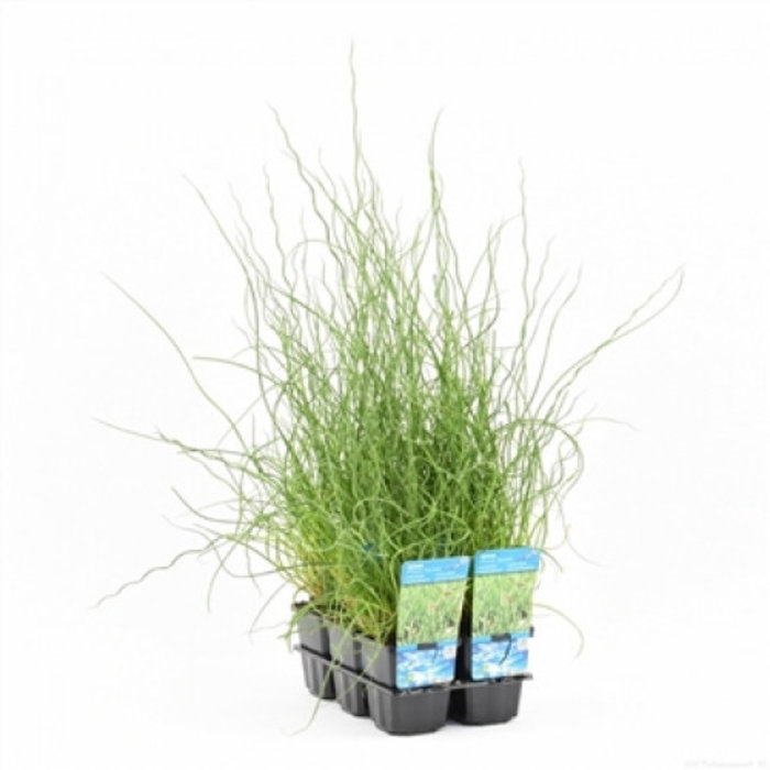 Juncus effusus Spiralis (verpakt per 6 stuks) 10430