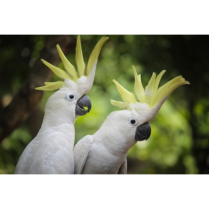 Cacatua galerita