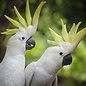 Cacatua galerita