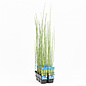 Equisetum japonica (verpakt per 6 stuks) 11080