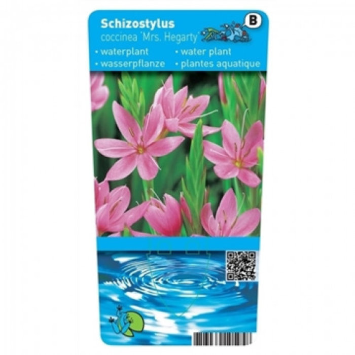 Schizostylis coccinea Mrs Hegarty (verpakt per 6 stuks) 10775