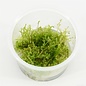 Christmas moss (verpakt per 3 stuks) 91303