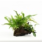 Driftwood large met 3 planten (verpakt per 1 stuks) 91600