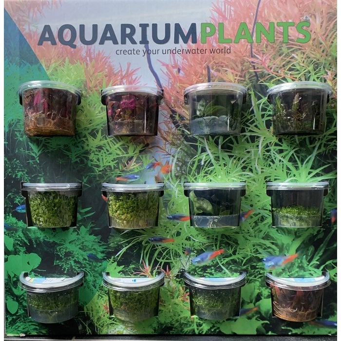 Aquascaping display Incl  MIX100cc cups 91315