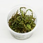 Aquascaping display Incl  MIX100cc cups 91315