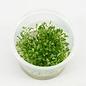 Aquascaping display Incl  MIX100cc cups 91315