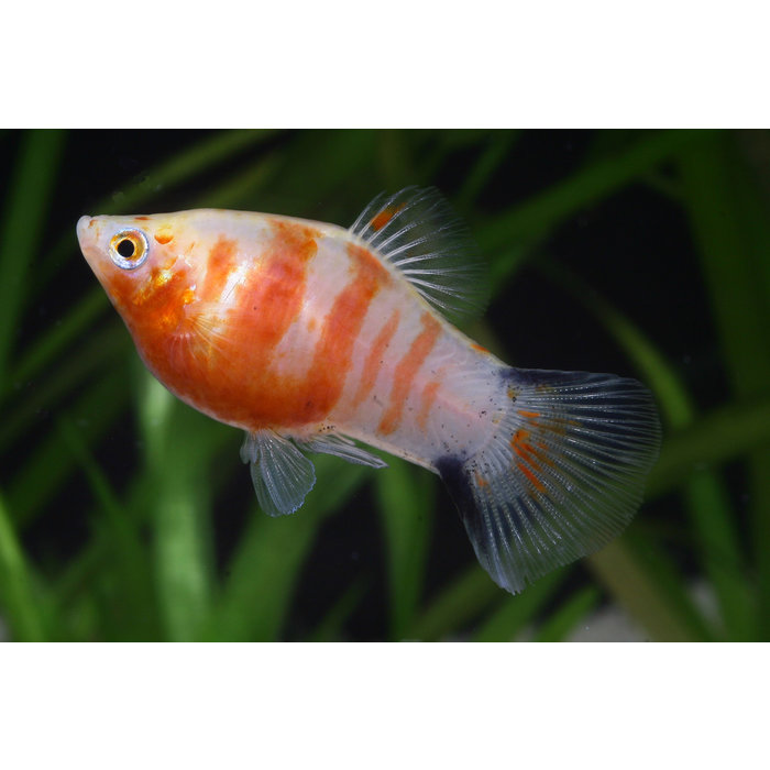 xyphophorus maculatus - platy zebra 2.5cm